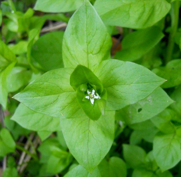 Stellaria media